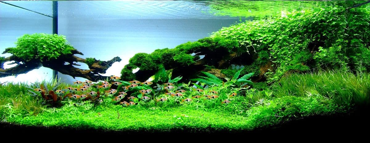 Giới thiệu Đức Đạt Aqua